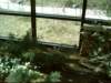 buttonquailsittingnexttothewindow_small.jpg