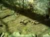 compsognathus_small.jpg