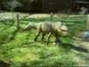 postosuchus_small.jpg
