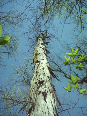 shagbarkhickory.jpg