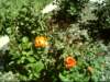 dsci0015_small.jpg