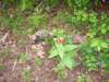 _0295_small.jpg