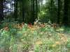 _0558_small.jpg