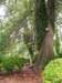 theseboxwoodsareover150yearsold_small.jpg