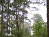 baldeaglenestinbackground_small.jpg