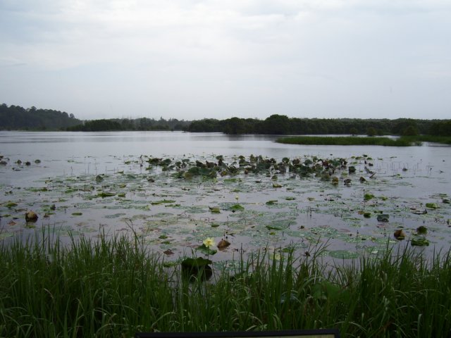 blufflake.jpg