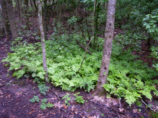 photo41.jpg