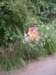 _2228_small.jpg