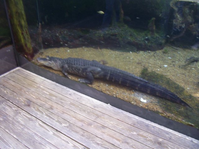 alligator.jpg