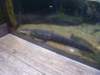 alligator_small.jpg