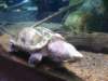 alligatorsnappingturtle_small.jpg