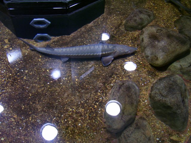 petafish.jpg
