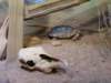 _6013_small.jpg