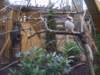kookaburra_small.jpg