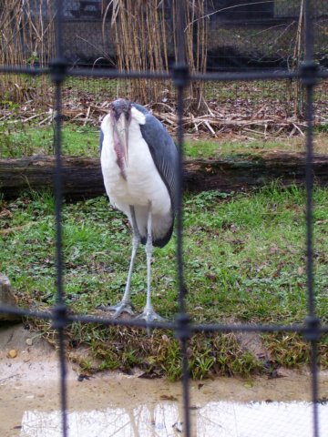 maraboustork.jpg