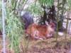 sitatunga_small.jpg