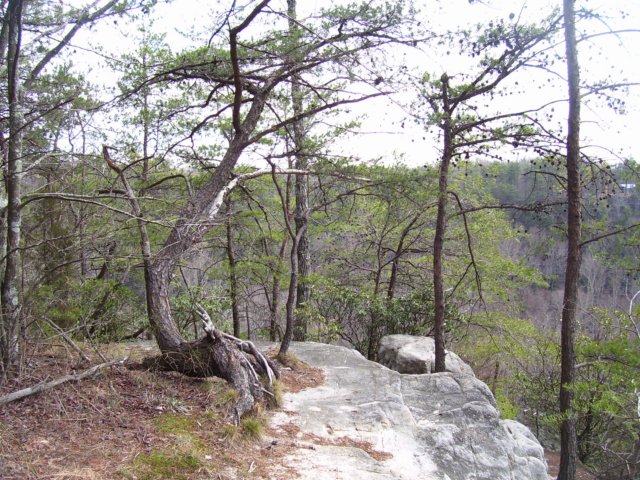 lichenrockoverlook.jpg