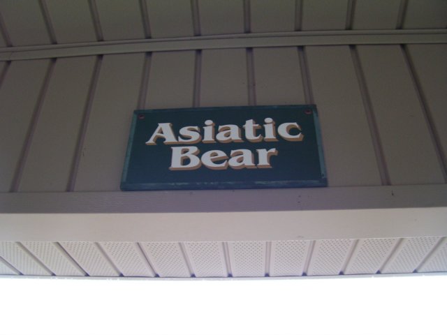 asiaticbear.jpg