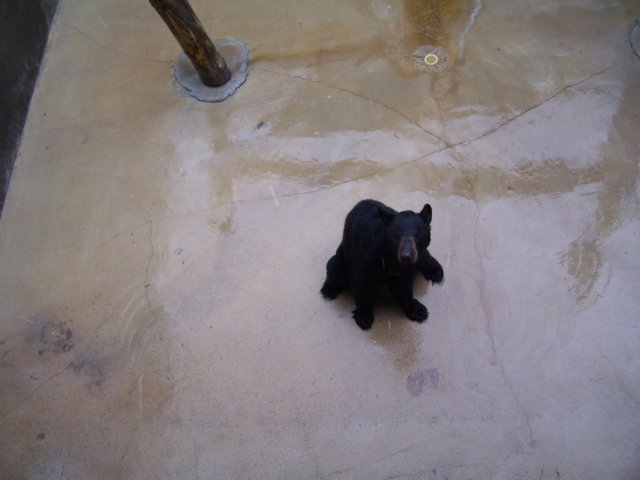 cinnamonbear.jpg