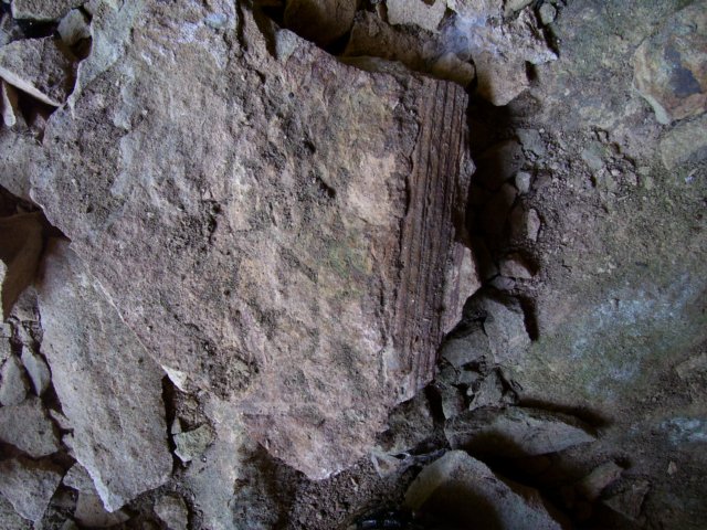 fossil.jpg