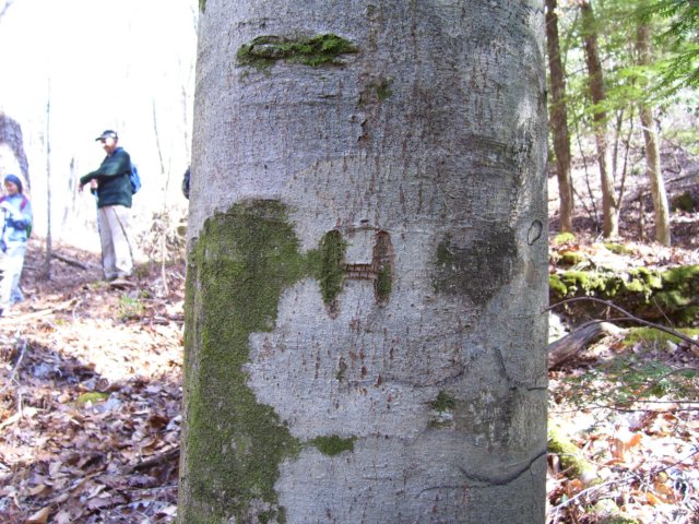 htree3.jpg