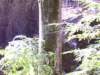 htree4_small.jpg