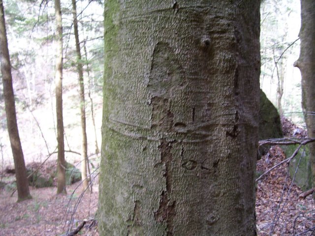 arborglyphtree1.jpg