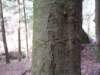arborglyphtree1_small.jpg