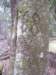 arborglyphtree2_small.jpg