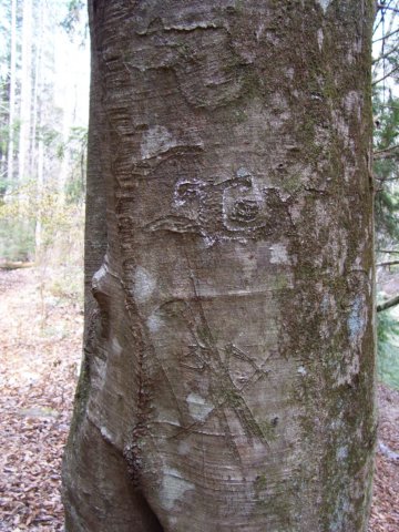 arborglyphtree3.jpg
