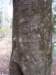 arborglyphtree3_small.jpg