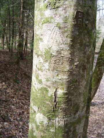 arborglyphtree4.jpg