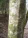 arborglyphtree4_small.jpg