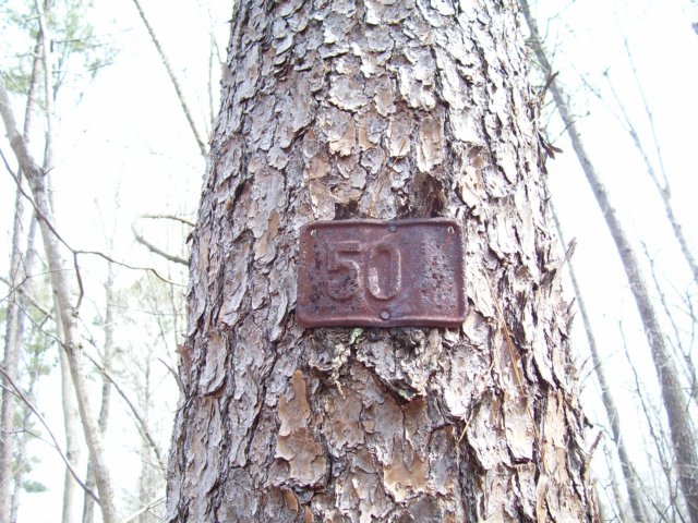 the50tree.jpg
