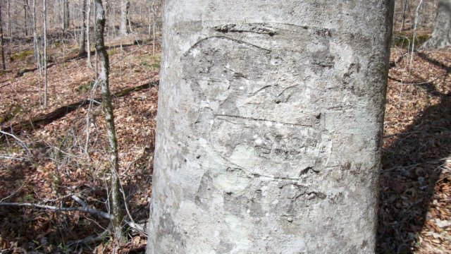 arborglyphs.jpg