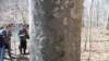 arborglyphs2_small.jpg