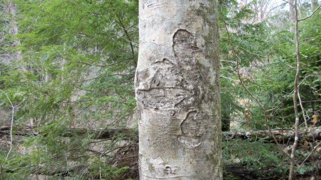 arborglyphs3.jpg