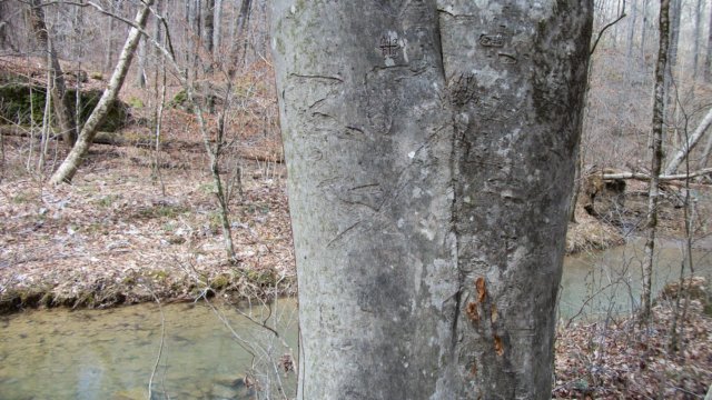 markertree.jpg