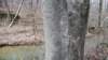 markertree_small.jpg