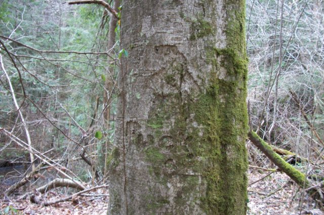 puckarborglyph.jpg