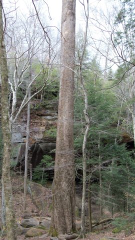 thebigtree.jpg