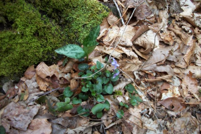 violets.jpg