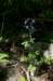 _2079_small.jpg