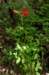 _2081_small.jpg