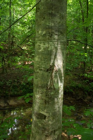 arrowtree.jpg