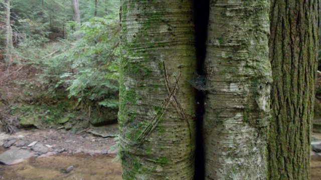 xtree.jpg