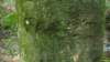 arborglyph_small.jpg