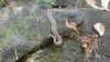 babyratsnake_small.jpg