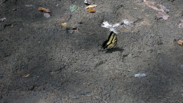swallowtailbutterfly.jpg