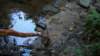 deertracks_small.jpg